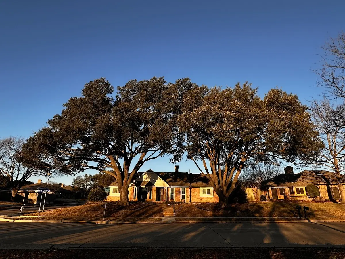 Established residential canopy tree shading a home in Millbrook